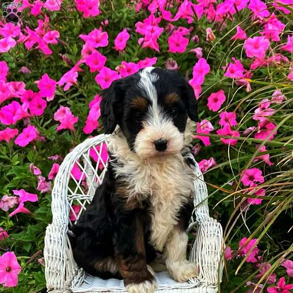 Posie, Mini Bernedoodle Puppy