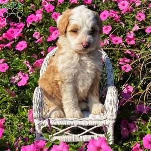 Primrose, Mini Bernedoodle Puppy
