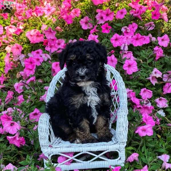 Parker, Mini Bernedoodle Puppy
