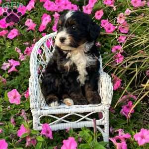 Paige, Mini Bernedoodle Puppy