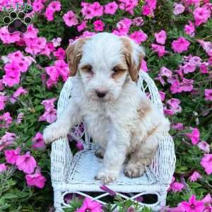 Paisley, Mini Bernedoodle Puppy