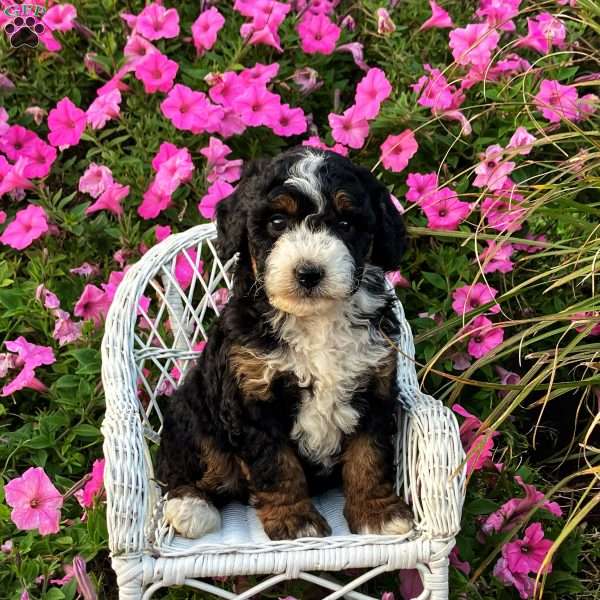 Paris, Mini Bernedoodle Puppy