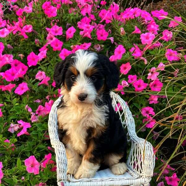 Patience, Mini Bernedoodle Puppy