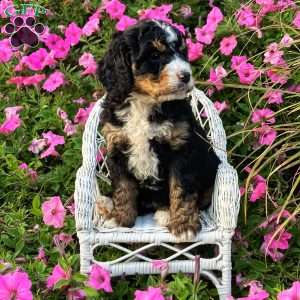 Pearl, Mini Bernedoodle Puppy
