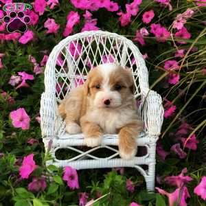 Pixie, Mini Bernedoodle Puppy