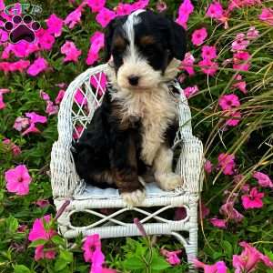 Posie, Mini Bernedoodle Puppy