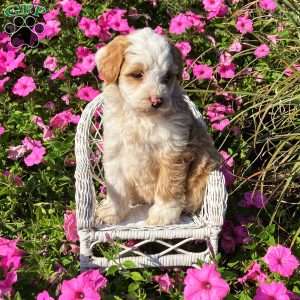 Primrose, Mini Bernedoodle Puppy