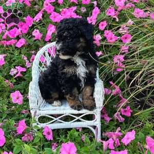 Parker, Mini Bernedoodle Puppy