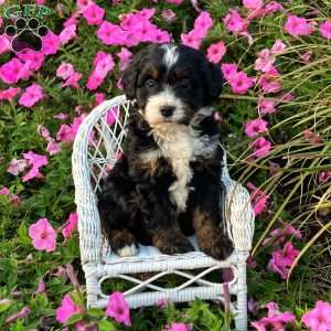 Paige, Mini Bernedoodle Puppy