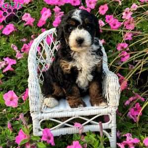 Paris, Mini Bernedoodle Puppy