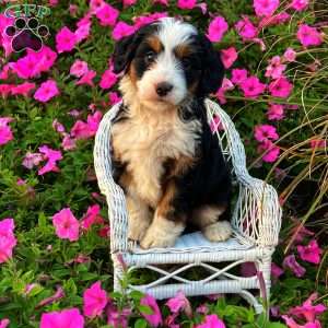 Patience, Mini Bernedoodle Puppy
