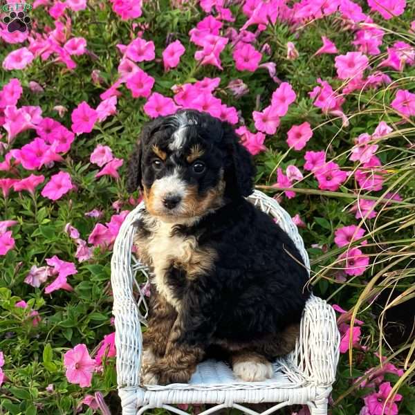 Pearl, Mini Bernedoodle Puppy
