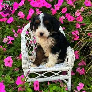 Posie, Mini Bernedoodle Puppy
