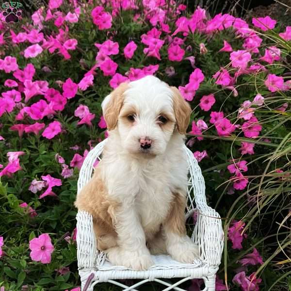 Primrose, Mini Bernedoodle Puppy