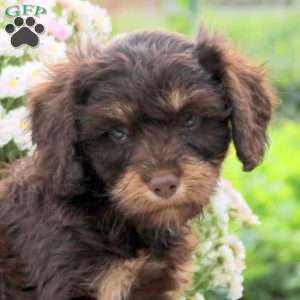 Fudge, Cavapoo Puppy