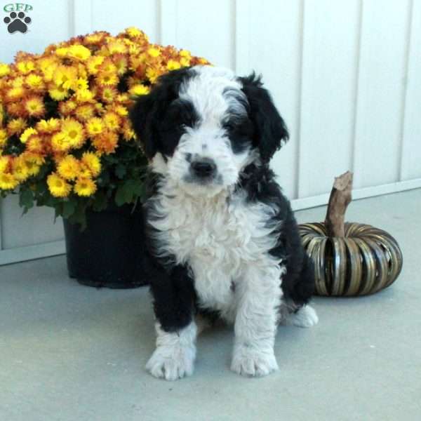 Gabe, Mini Aussiedoodle Puppy