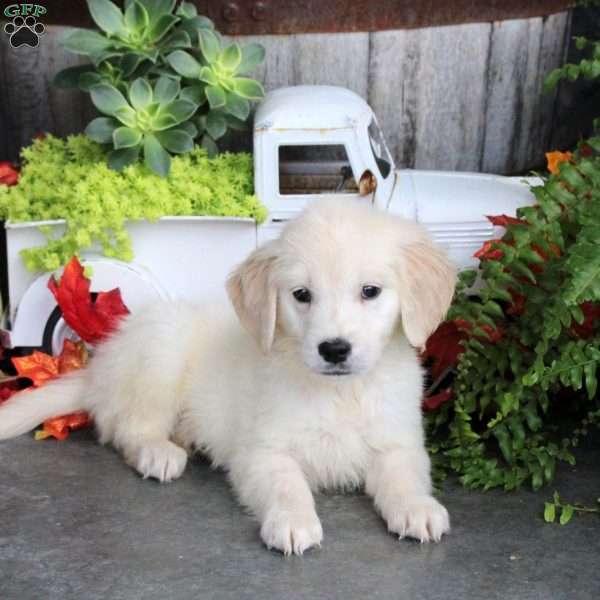 Gabe, Golden Retriever Puppy
