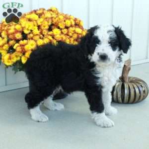 Gabe, Mini Aussiedoodle Puppy