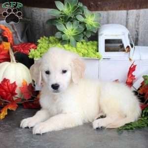 Gabe, Golden Retriever Puppy