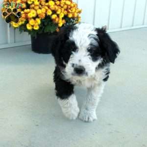 Gabe, Mini Aussiedoodle Puppy