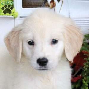 Gabe, Golden Retriever Puppy