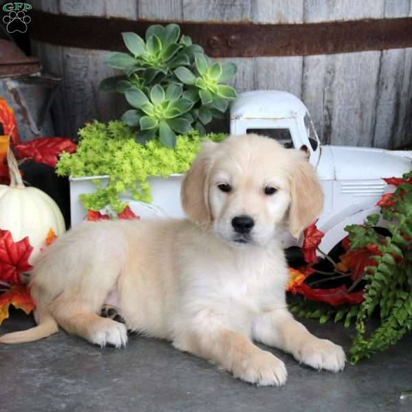 Gage, Golden Retriever Puppy