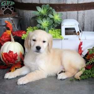 Gage, Golden Retriever Puppy
