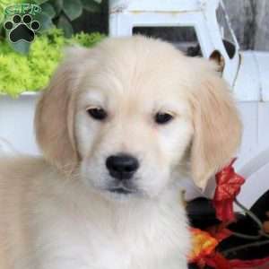Gage, Golden Retriever Puppy