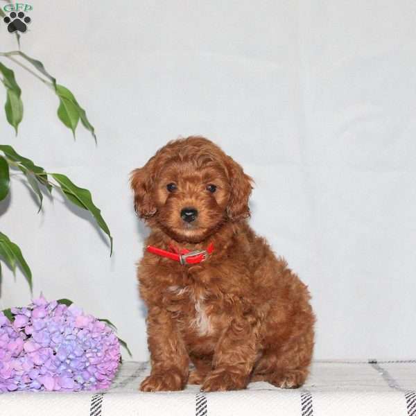 Garrett, Mini Goldendoodle Puppy