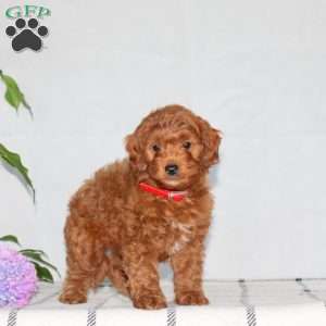 Garrett, Mini Goldendoodle Puppy
