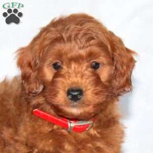 Garrett, Mini Goldendoodle Puppy