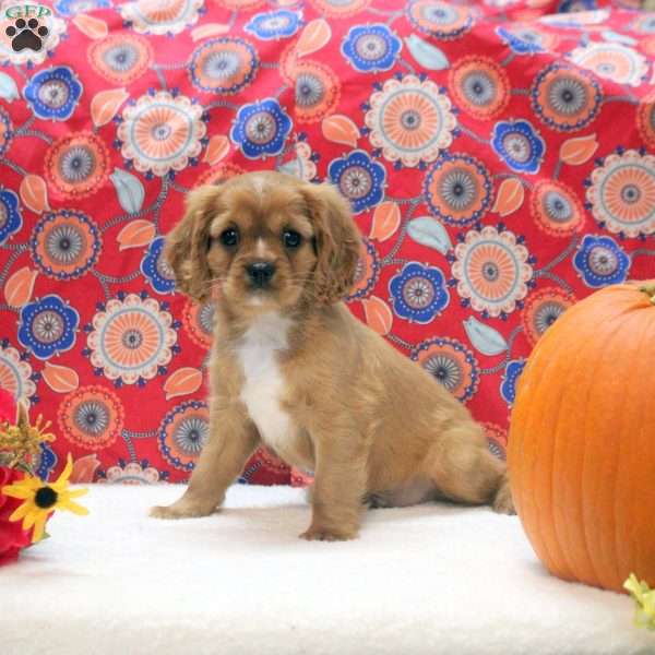 Gavin, Cavalier King Charles Spaniel Puppy