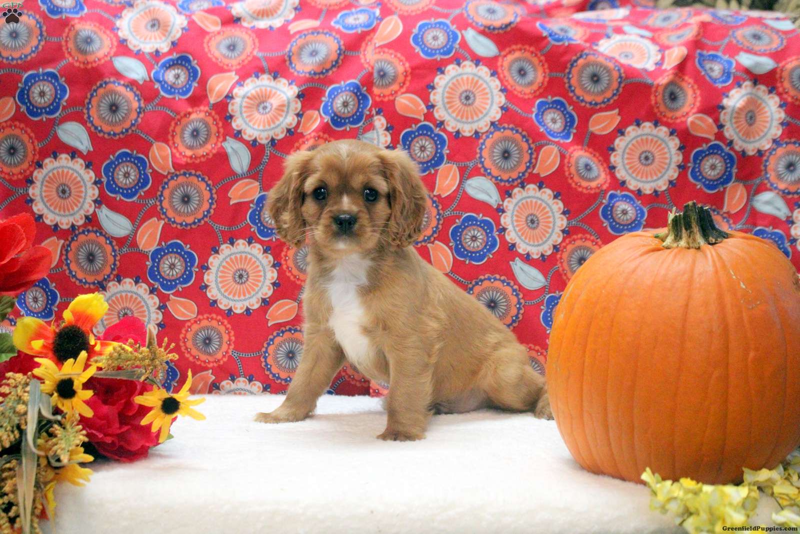 Gavin (Cavalier King Charles Spaniel, Male) in Denver, PA