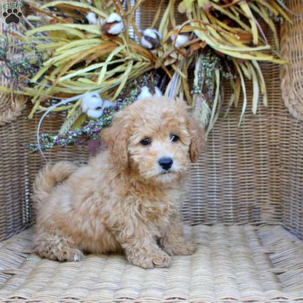 Gavin, Bich-Poo Puppy