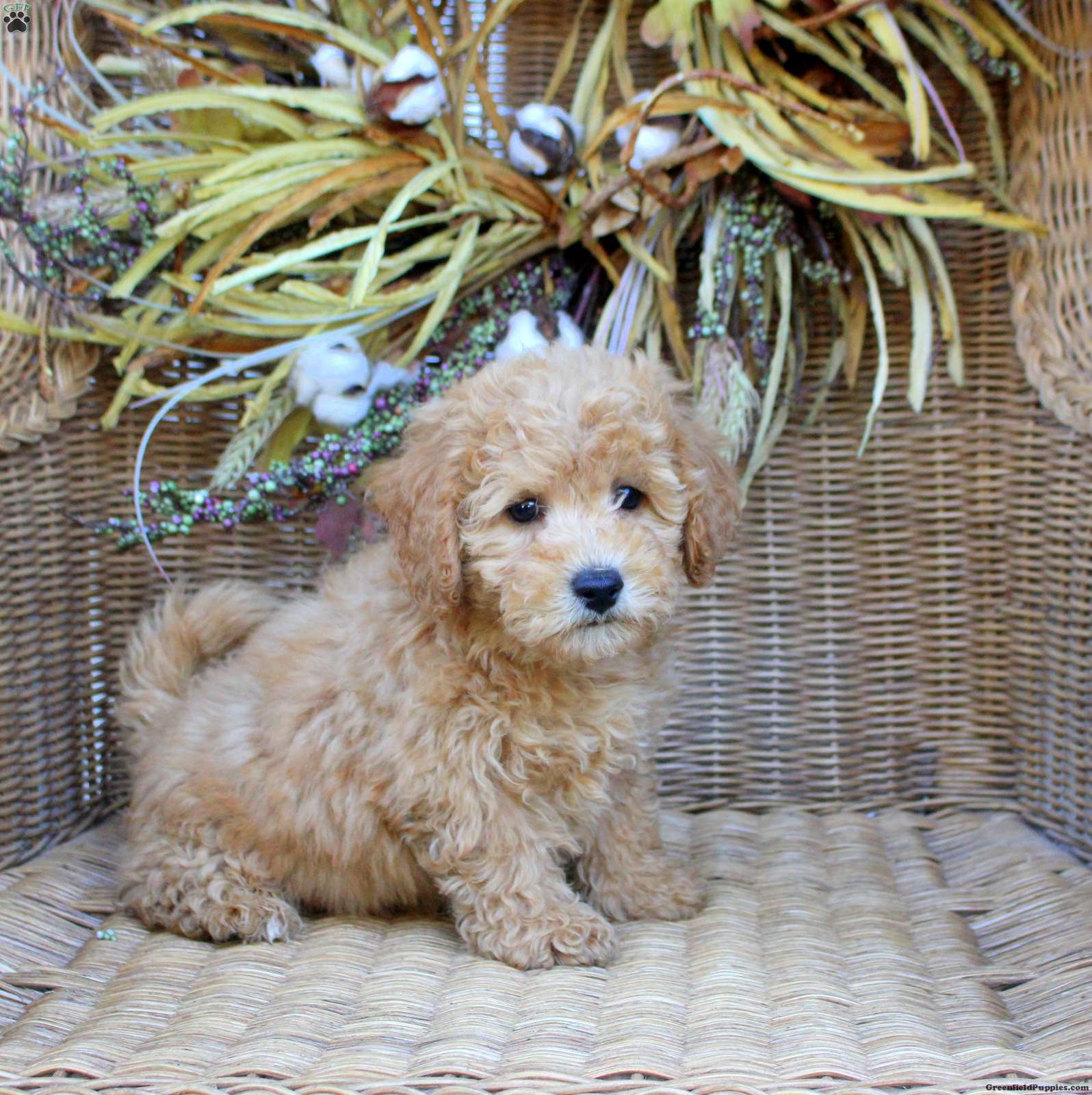 Gavin (Bich-Poo, Male) in New Holland, PA