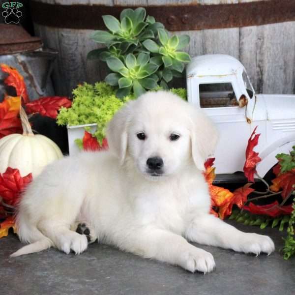 Gavin, Golden Retriever Puppy