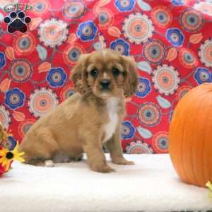 Gavin, Cavalier King Charles Spaniel Puppy