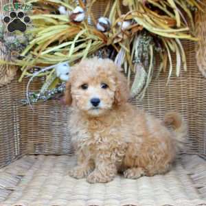 Gavin, Bich-Poo Puppy