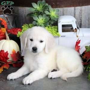 Gavin, Golden Retriever Puppy