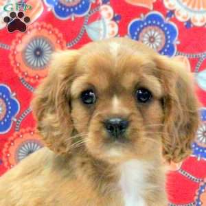 Gavin, Cavalier King Charles Spaniel Puppy