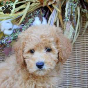 Gavin, Bich-Poo Puppy