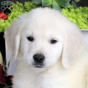 Gavin, Golden Retriever Puppy