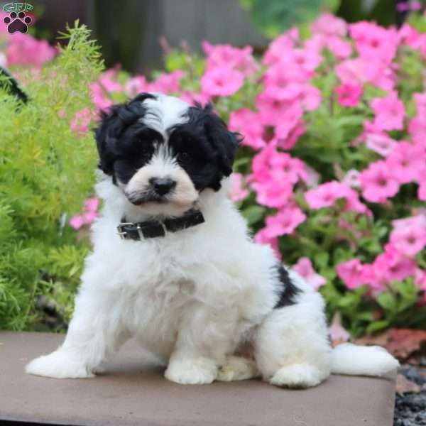 Gavin, Havapoo Puppy