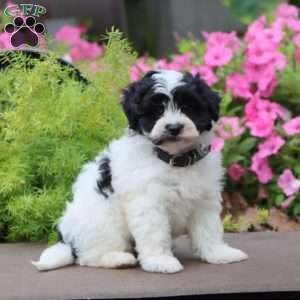 Gavin, Havapoo Puppy