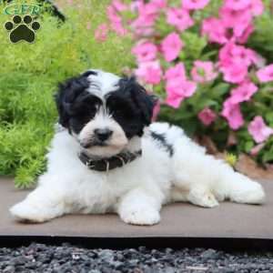 Gavin, Havapoo Puppy