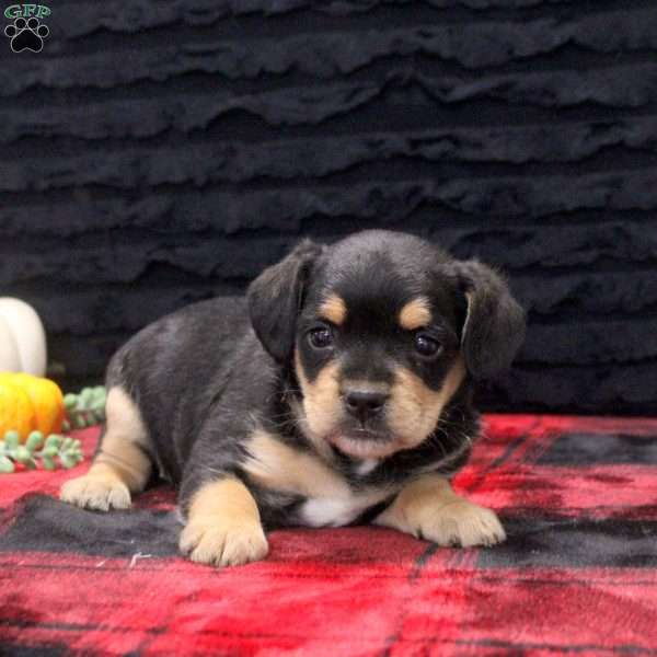 Gemma, French Bulldog Mix Puppy