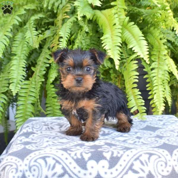 Gemma, Yorkie Puppy