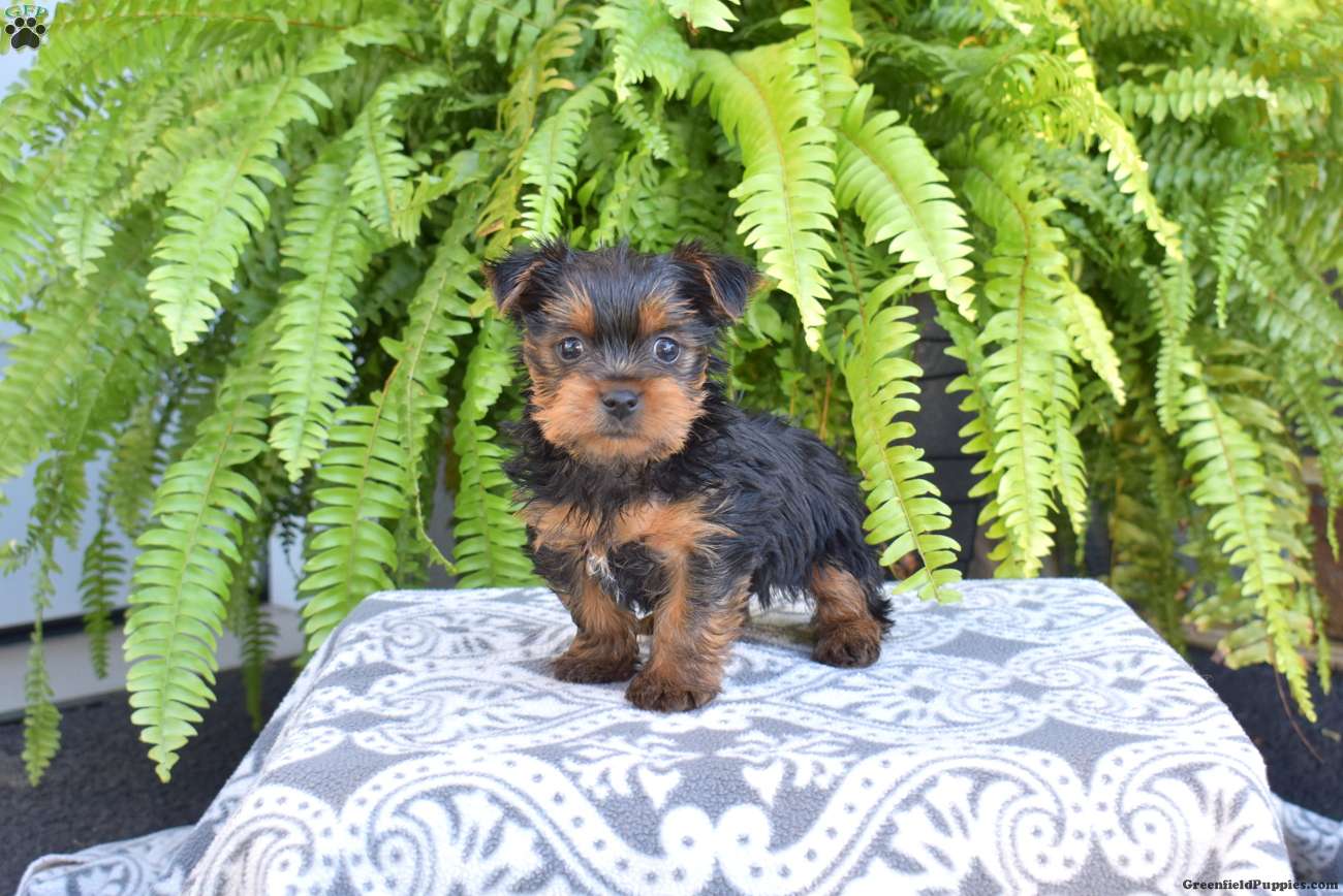 Gemma (Yorkshire Terrier, Female) in Gordonville, PA