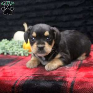 Gemma, French Bulldog Mix Puppy