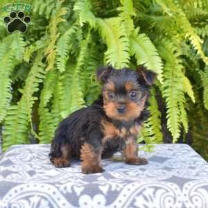 Gemma, Yorkie Puppy